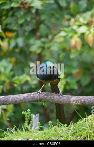 À queue ruban Astrapia Astrapia femelle mayeri Kumul Lodge Western Highlands Papouasie Nouvelle Guinée Banque D'Images