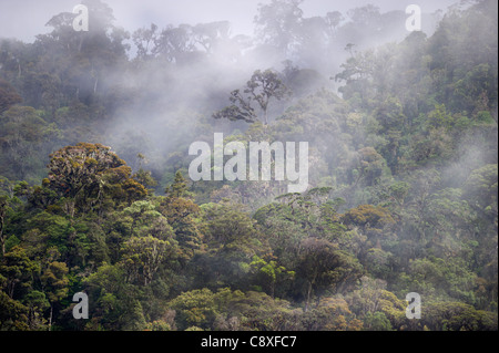 La forêt tropicale de montagne autour de Mt Hagen dans les hautes terres de l'ouest de la Papouasie-Nouvelle-Guinée Banque D'Images