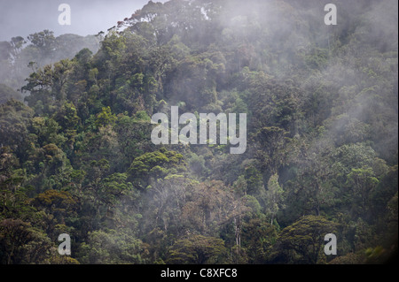 La forêt tropicale de montagne autour de Mt Hagen dans les hautes terres de l'ouest de la Papouasie-Nouvelle-Guinée Banque D'Images