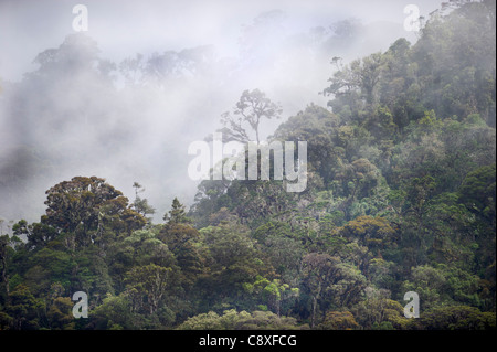 La forêt tropicale de montagne autour de Mt Hagen dans les hautes terres de l'ouest de la Papouasie-Nouvelle-Guinée Banque D'Images