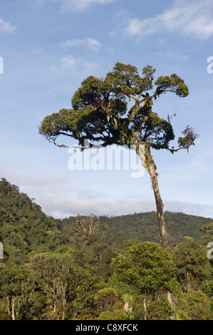 La forêt tropicale de montagne autour de Mt Hagen dans les hautes terres de l'ouest de la Papouasie-Nouvelle-Guinée Banque D'Images