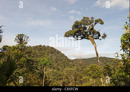 La forêt tropicale de montagne autour de Mt Hagen dans les hautes terres de l'ouest de la Papouasie-Nouvelle-Guinée Banque D'Images