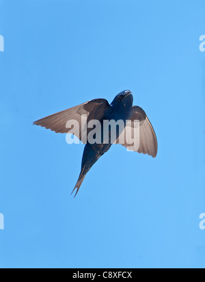 Purple Martin Progne subis Florida USA Banque D'Images