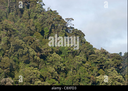 La forêt tropicale de montagne autour de Mt Hagen dans les hautes terres de l'ouest de la Papouasie-Nouvelle-Guinée Banque D'Images