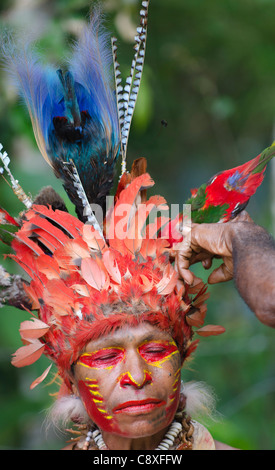 Jika danseur tribal ayant sa tête dress préparé Paiya Sing-sing Western Highlands Papouasie Nouvelle Guinée Banque D'Images