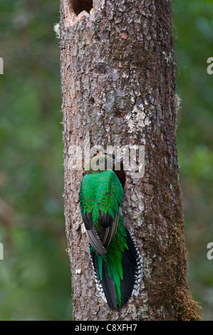 Quetzal resplendissant Pharomachrus mocinno femelle au nid Central Highlands Costa Rica Banque D'Images