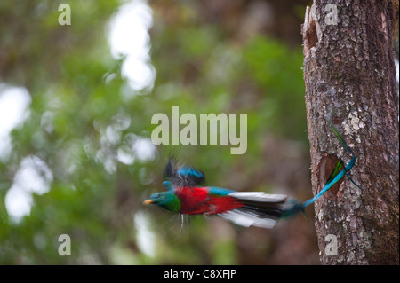 Quetzal resplendissant Pharomachrus mocinno nid laissant mâle Central Highlands Costa Rica Banque D'Images