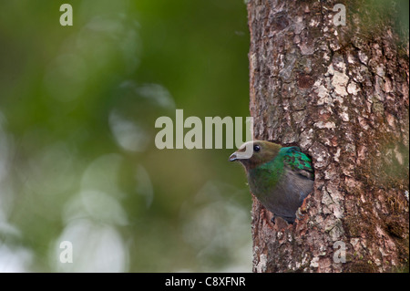 Quetzal resplendissant Pharomachrus mocinno femelle au nid Central Highlands Costa Rica Banque D'Images