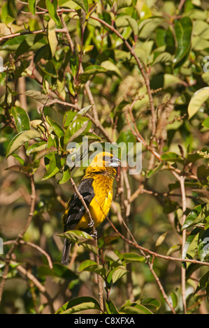 Black-thighed Pleucticus Grosbeak Savegre mâle tibialis Costa Rica Banque D'Images