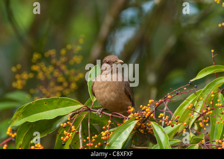 De couleur argile Turdus grayi Costa Rica Savegre Banque D'Images