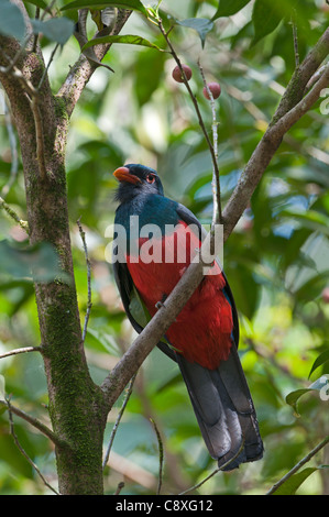 Trogon Trogon à queue vineuse massena La Selva Costa Rica Banque D'Images