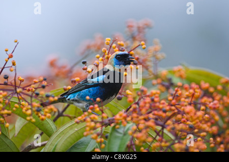 Golden-hooded Tanager Tangara larvata homme La Selva Costa Rica Banque D'Images