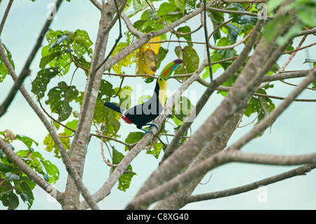 Toucan à carène Ramphastos sulfuratus Costa Rica Banque D'Images