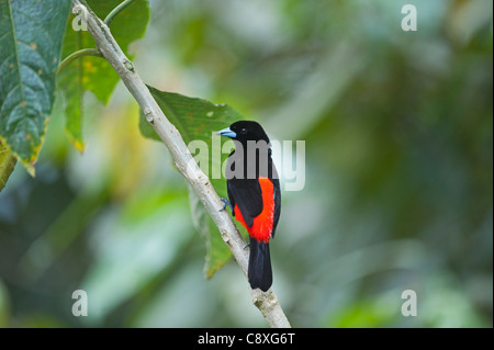 Tangara à croupion rouge Ramphocelus passerinii homme Costa Rica Banque D'Images