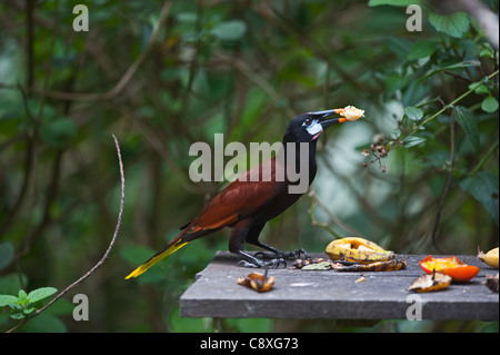 Montezuma Oropendola Psarocolius montezuma Costa Rica Banque D'Images
