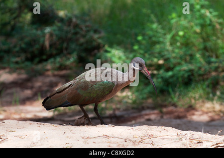 Ibis hagedash Bostrychia hagedash Kenya Samburu Banque D'Images