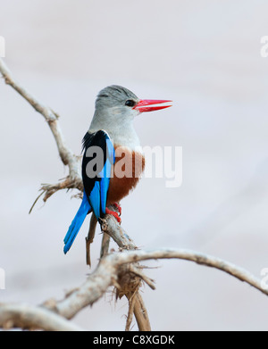 Martin-pêcheur à tête grise Halycon leucocephala Samburu Kenya Banque D'Images