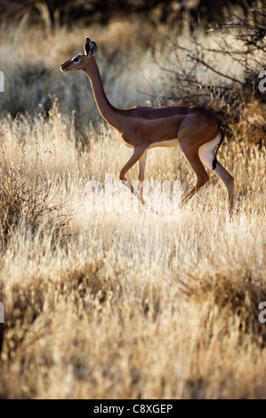 Gerenuk Litocranius walleri Kenya Samburu femelle Banque D'Images