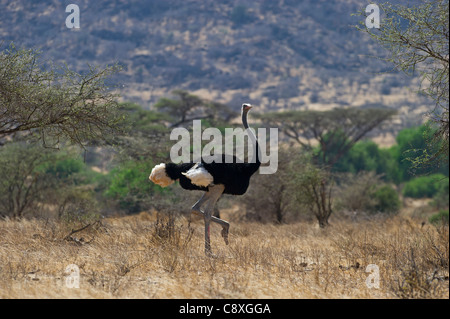 L'autruche somalienne Struthio camelus molybdophanes Kenya Samburu mâle Banque D'Images