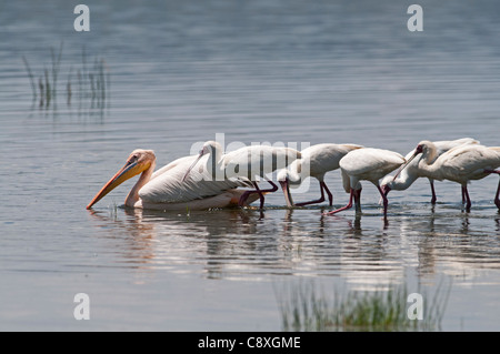 Spatules d'Afrique Platalea alba nourrir derrière un grand Pélican blanc Pelecanus onocrotalus Le lac Nakuru au Kenya Banque D'Images