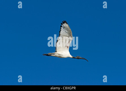 Ibis sacré Threskiornis aethiopicus Le lac Nakuru au Kenya Banque D'Images