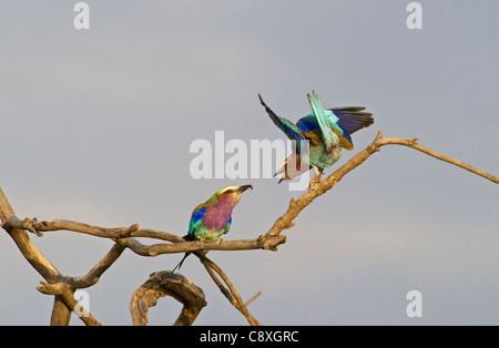 Lilac-breasted Roller Coracias caudata Masai Mara, Kenya Banque D'Images