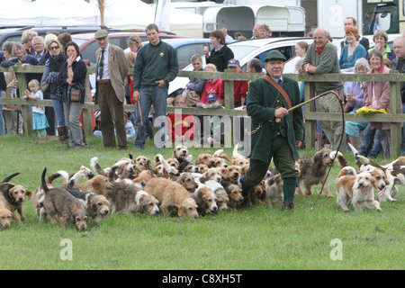 Hounds de lapin Banque D'Images