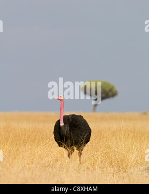 Struthio camelus autruche commun homme Masai Mara, Kenya Banque D'Images