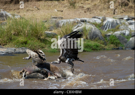 Ruppell's Griffon Vulture Gyps rueppellil se nourrissant de carcasses de gnous dans la rivière Mara, Masai Mara, Kenya Banque D'Images