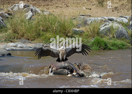 Vautour africain Gyps africanus se nourrissant de cadavre dans la rivière Mara Masai Mara, Kenya Banque D'Images