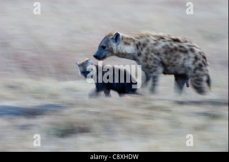 L'Hyène tachetée Crocuta crocuta avec jeune chiot le Masai Mara au Kenya Banque D'Images