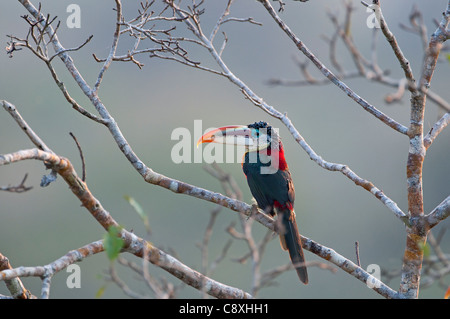 Pteroglossus Aracari à crête curl-beauharnaesii Amazonie péruvienne Banque D'Images