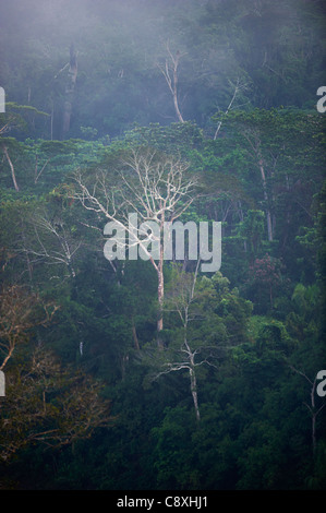 Voir l'ensemble couvert de forêt amazonienne à l'aube du Pérou Tambopata Banque D'Images