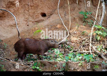 Capybara Lehmar hydrochaeris collpa de à un sur les rives de la rivière à Tambopata dans Bassin Amazonien Pérou Banque D'Images