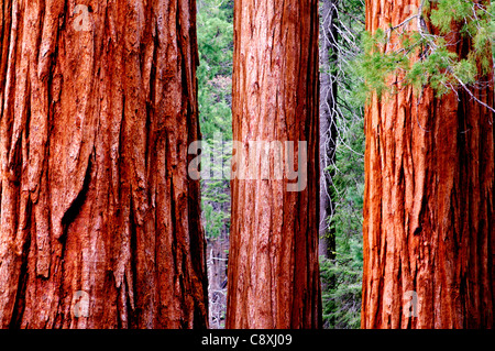 Dans les séquoias Mariposa Grove, Yosemite National Park, Californie Banque D'Images