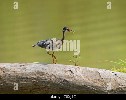 Sunbittern Eurypyga helias Amazon Pérou Banque D'Images