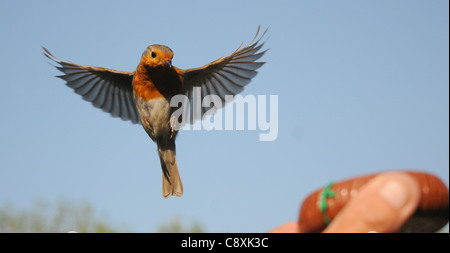 Un robin vole aux photographes part dans un jardin, Hants Portchester ib Banque D'Images