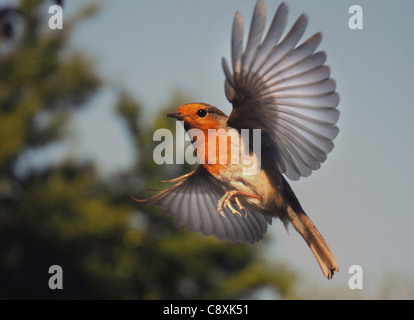 Un ROBIN VA À pour se nourrir de vers de farine À PARTIR D'UNE MAIN, LES PHOTOGRAPHES À PORTCHESTER HANTS. Banque D'Images