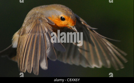 Un ROBIN VA À pour se nourrir de vers de farine À PARTIR D'UNE MAIN, LES PHOTOGRAPHES À PORTCHESTER HANTS. Banque D'Images
