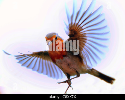 Un ROBIN VA À pour se nourrir de vers de farine À PARTIR D'UNE MAIN, LES PHOTOGRAPHES À PORTCHESTER HANTS. Banque D'Images
