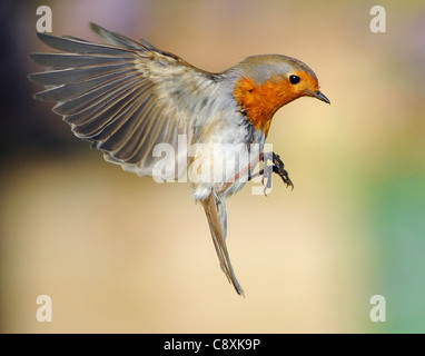 Un ROBIN VA À pour se nourrir de vers de farine À PARTIR D'UNE MAIN, LES PHOTOGRAPHES À PORTCHESTER HANTS. Banque D'Images