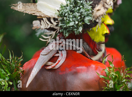 Huli Wigmen du Tari Valley dans le sud de hautes terres de Papouasie Nouvelle Guinée portant un projet de loi à partir de la Blyth's Hornbill comme décoration Banque D'Images