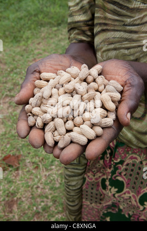 Une femme est titulaire d'une poignée d'arachides fraîchement récoltées dans le district de Kibuku, en Ouganda. Banque D'Images