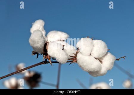 Fruits de coton mature against a blue sky Banque D'Images