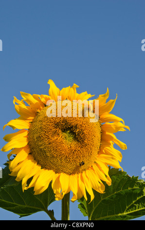 Tête de tournesol mûres et recueillir le nectar des bourdons. Banque D'Images