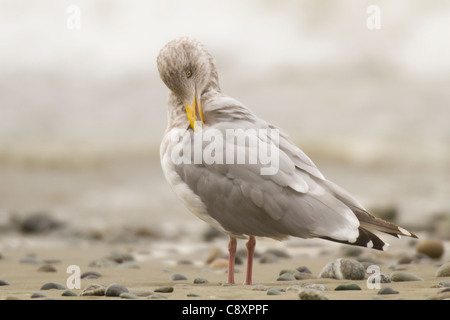 Hiver adultes American Herring Gull se lissant ses plumes Banque D'Images