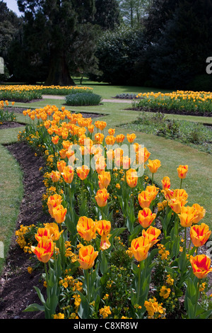 Un affichage dynamique de tulipes jaunes et rouges dans le parterre à Audley End House et jardins en Essex, administré par l'English Heritage Banque D'Images