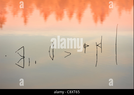 Runes dans Marienteich Misty Lake,Harz. Banque D'Images