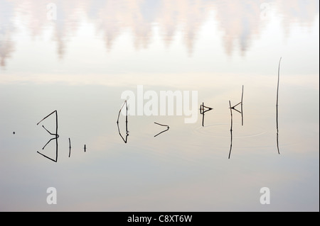 Runes dans Marienteich Misty Lake,Harz. Banque D'Images