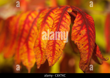 Vue rapprochée de jaune / rouge sumac à feuilles à l'automne, selective focus. Banque D'Images